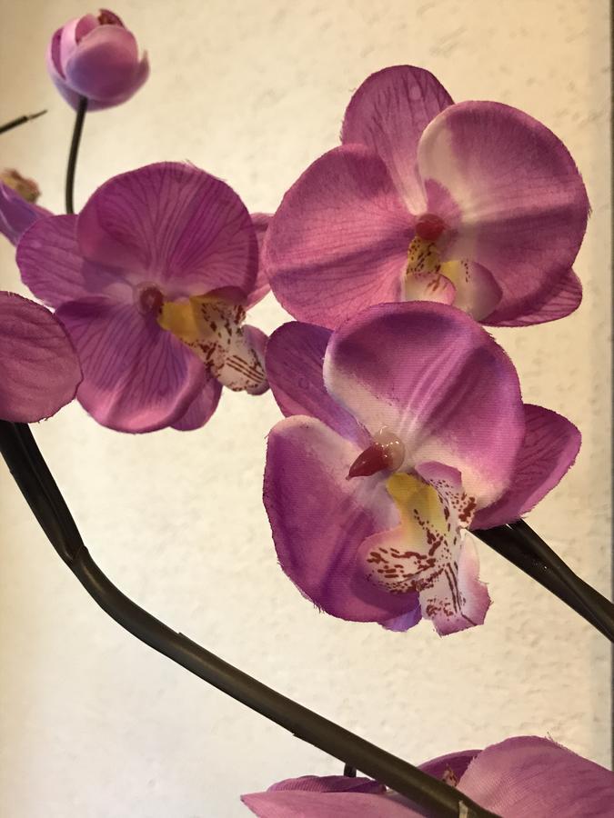 Chata Rosa Malenovice  المظهر الخارجي الصورة